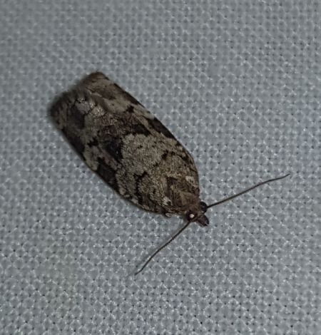 Dichelia histrionana  - Thomas Lux