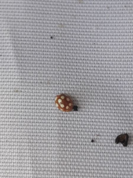 Vibidia duodecimguttata  - Sylvain Lethuillier