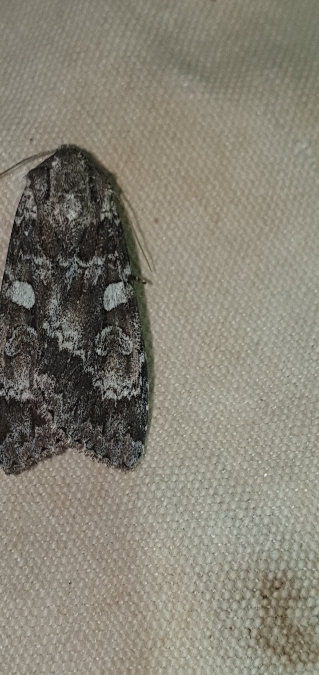 Eurois occulta  - Melchior Viallet