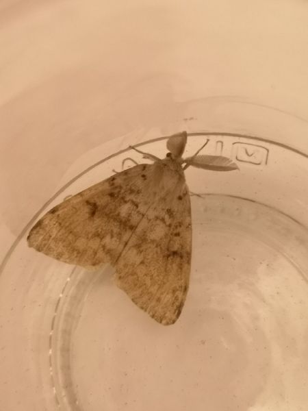 Bombyx disparate  - Françoise Rauzieres (TGB-SSNTG)