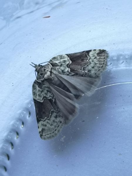 Nycteola siculana  - Françoise Rauzieres (TGB-SSNTG)