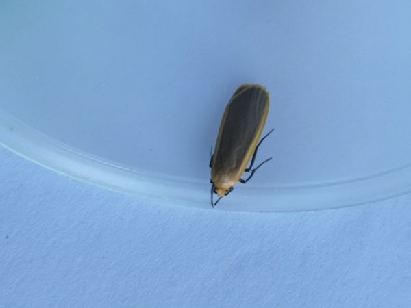 Eilema sp.  - Françoise Rauzieres (TGB-SSNTG)
