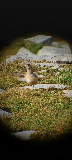 Eurasian Dotterel  - Ruedi Bösch