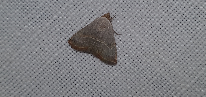 Glossodice polygramma  - Melchior Viallet