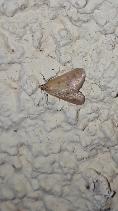 Achyra nudalis  - Melchior Viallet