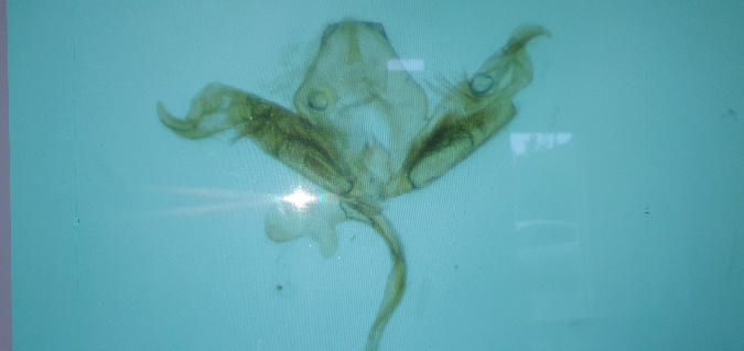 Stenoptilia zophodactylus  - Melchior Viallet