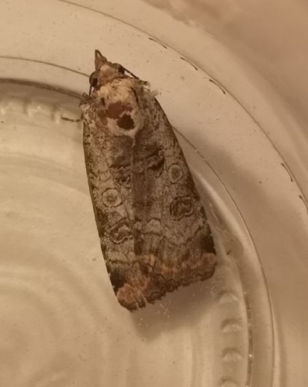 Epilecta linogrisea  - Françoise Rauzieres (TGB-SSNTG)