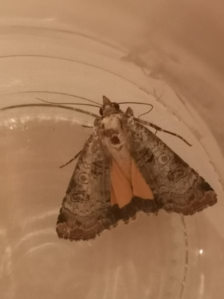 Epilecta linogrisea  - Françoise Rauzieres (TGB-SSNTG)