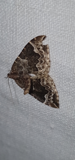 Eulithis prunata  - Melchior Viallet
