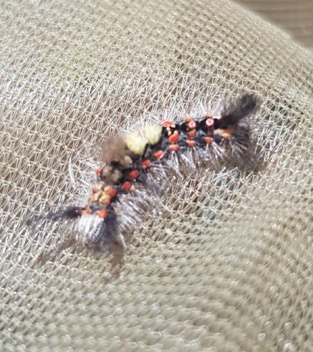Etoilée  - Thomas Lux