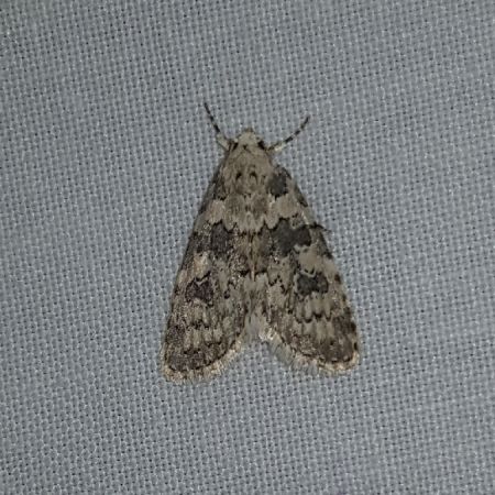 Bryophila domestica  - Thomas Lux