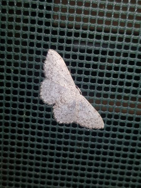 Scopula marginepunctata  - Thomas Lux