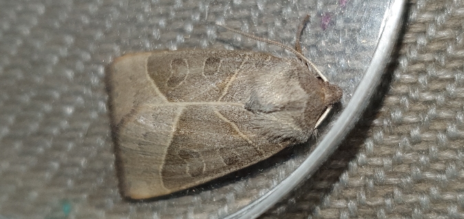 Mesogona oxalina  - Melchior Viallet