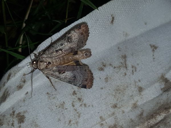 Epilecta linogrisea  - Thomas Lux