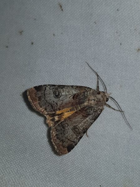 Epilecta linogrisea  - Thomas Lux