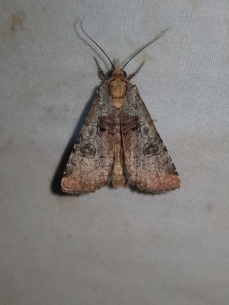 Epilecta linogrisea  - Thomas Lux