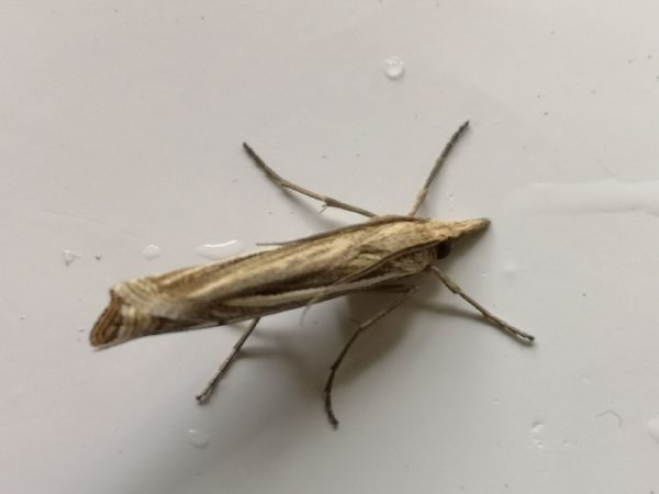 Crambus indéterminé  - Françoise Rauzieres (TGB-SSNTG)