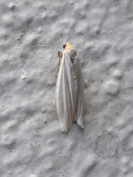 Manteau pâle  - Sylvain Lethuillier