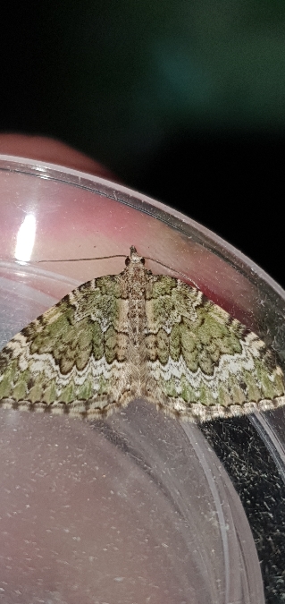 Colostygia olivata  - Melchior Viallet