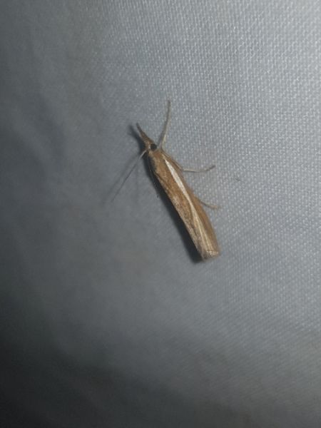 Crambus des tiges  - Thomas Lux