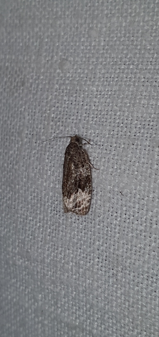 Apotomis turbidana  - Melchior Viallet