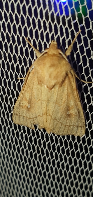 Mythimna conigera  - Melchior Viallet