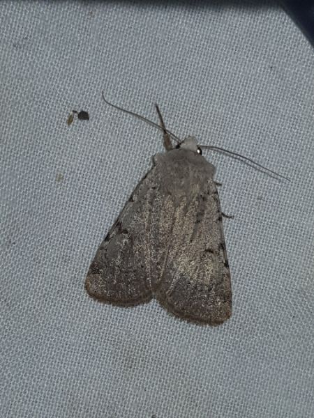 Chersotis margaritacea  - Thomas Lux