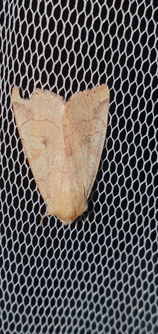 Enargia paleacea  - Melchior Viallet