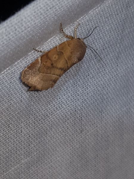 Cosmia affinis  - Thomas Lux
