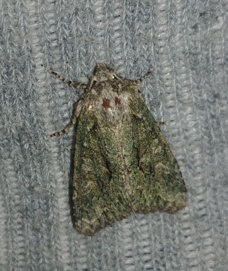 Dryobotodes eremita 