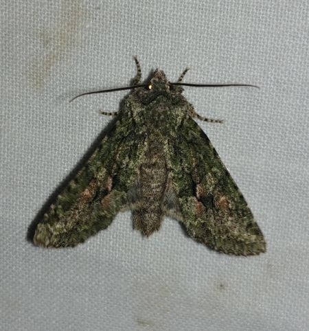 Dryobotodes eremita 