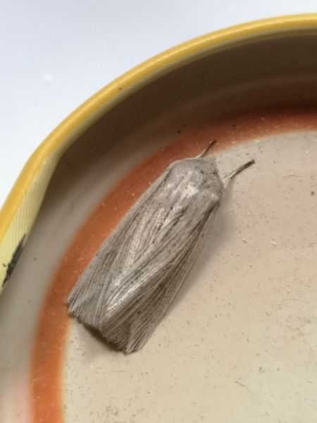 Anapoma riparia  - Françoise Rauzieres (TGB-SSNTG)