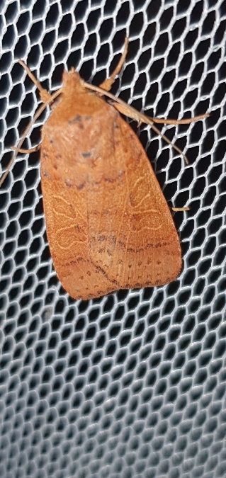 Agrochola pistacinoides  - Melchior Viallet