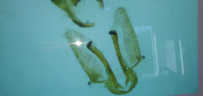 Cnephasia sp.  - Melchior Viallet