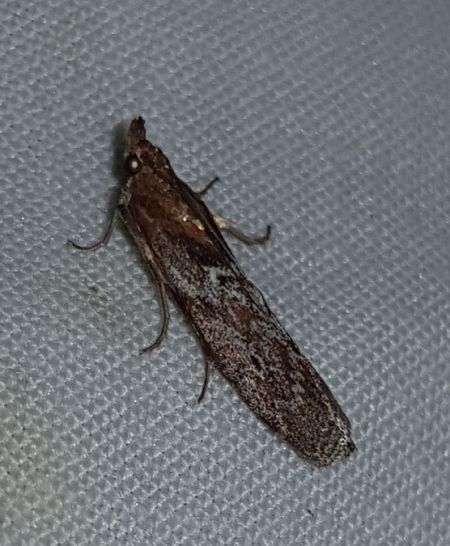 Selagia spadicella  - Thomas Lux