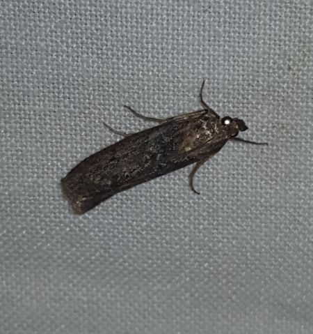 Selagia spadicella  - Thomas Lux