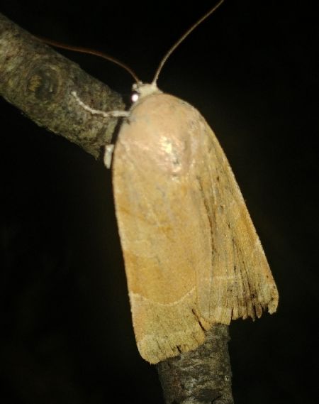 Noctua fimbriata 