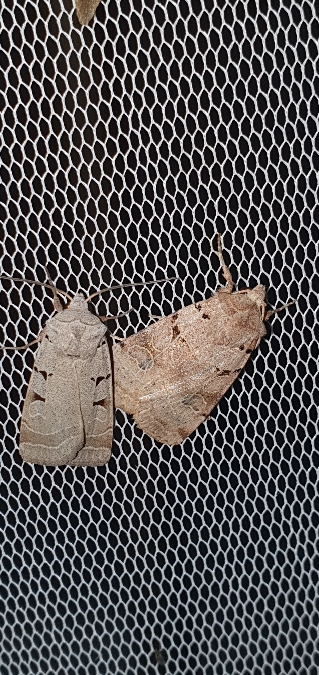 Eugnorisma glareosa  - Melchior Viallet