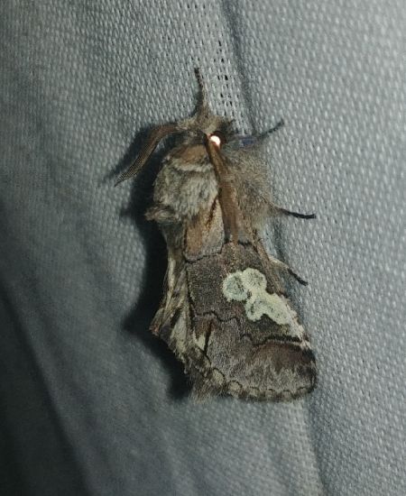 Diloba caeruleocephala 