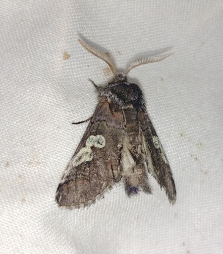 Diloba caeruleocephala 