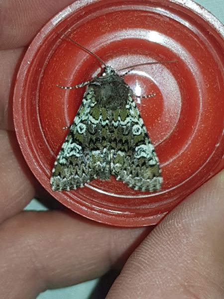 Crypsedra gemmea  - Thomas Lux