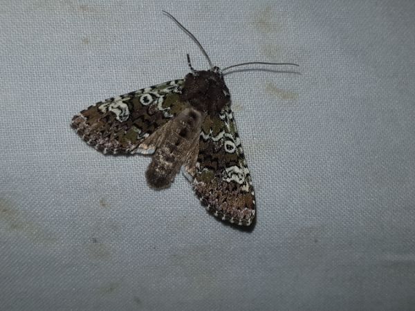 Crypsedra gemmea  - Thomas Lux