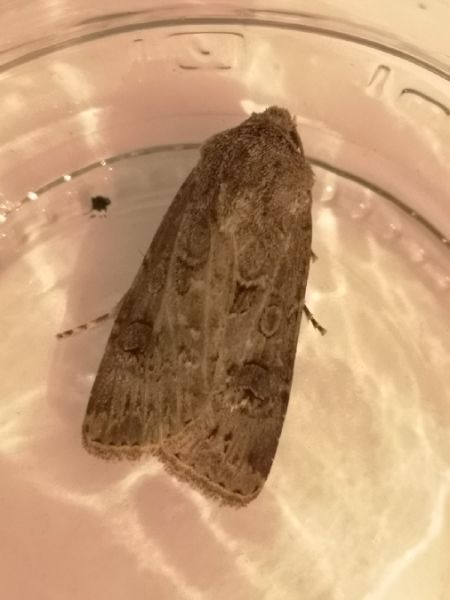 Noctuelle trapue  - Françoise Rauzieres (TGB-SSNTG)