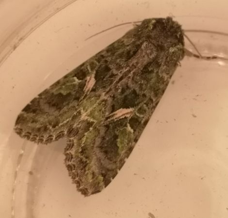 Trachea atriplicis  - Françoise Rauzieres (TGB-SSNTG)