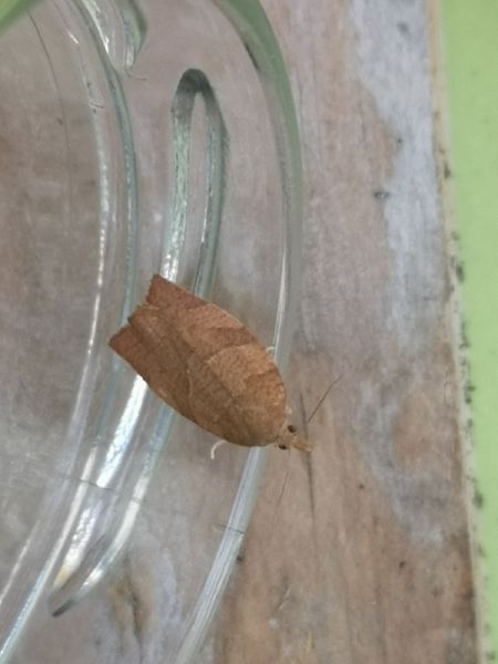 Pandemis heparana  - Françoise Rauzieres (TGB-SSNTG)