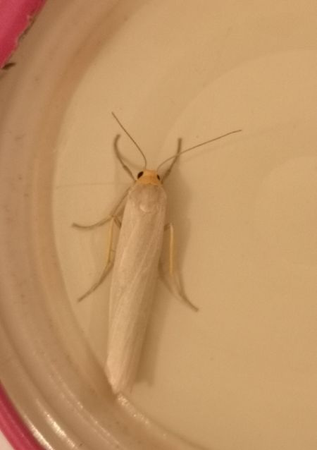 Eilema sp.  - Françoise Rauzieres (TGB-SSNTG)