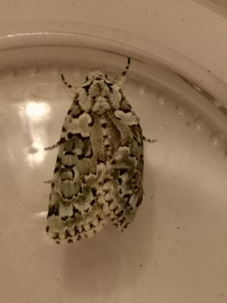 Nyctobrya muralis  - Françoise Rauzieres (TGB-SSNTG)