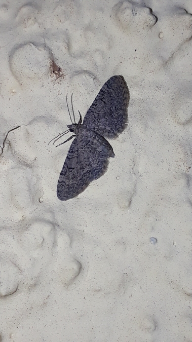Eupithecia ultimaria  - Melchior Viallet
