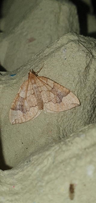 Eulithis populata  - Melchior Viallet