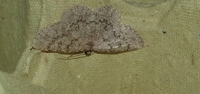 Charissa obscurata  - Melchior Viallet